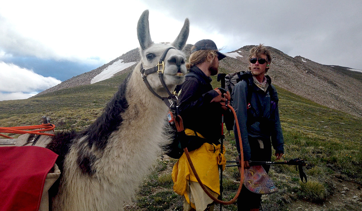 Hiking Backpacking with Llamas How To Tips GGG Garage Grown Gear Llama Packing