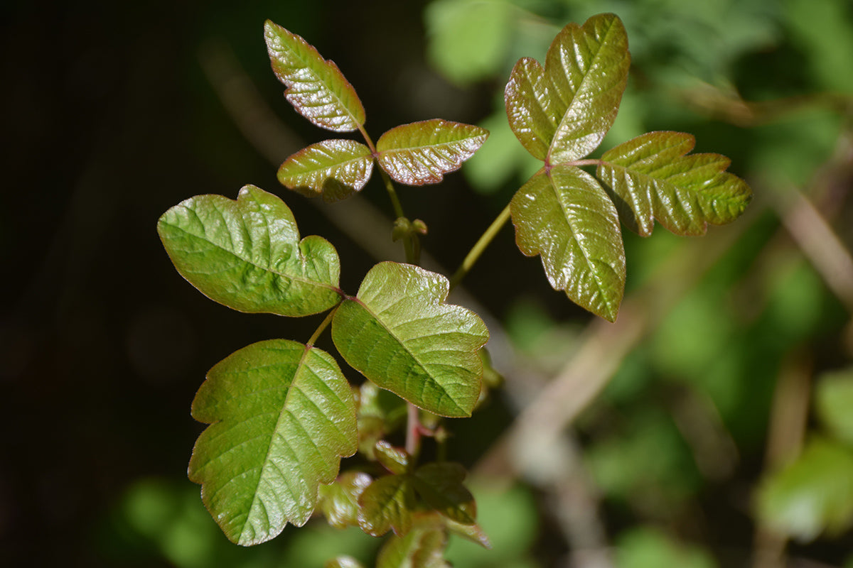 Poison Ivy Oak Irritating Plants Rash Backpacking