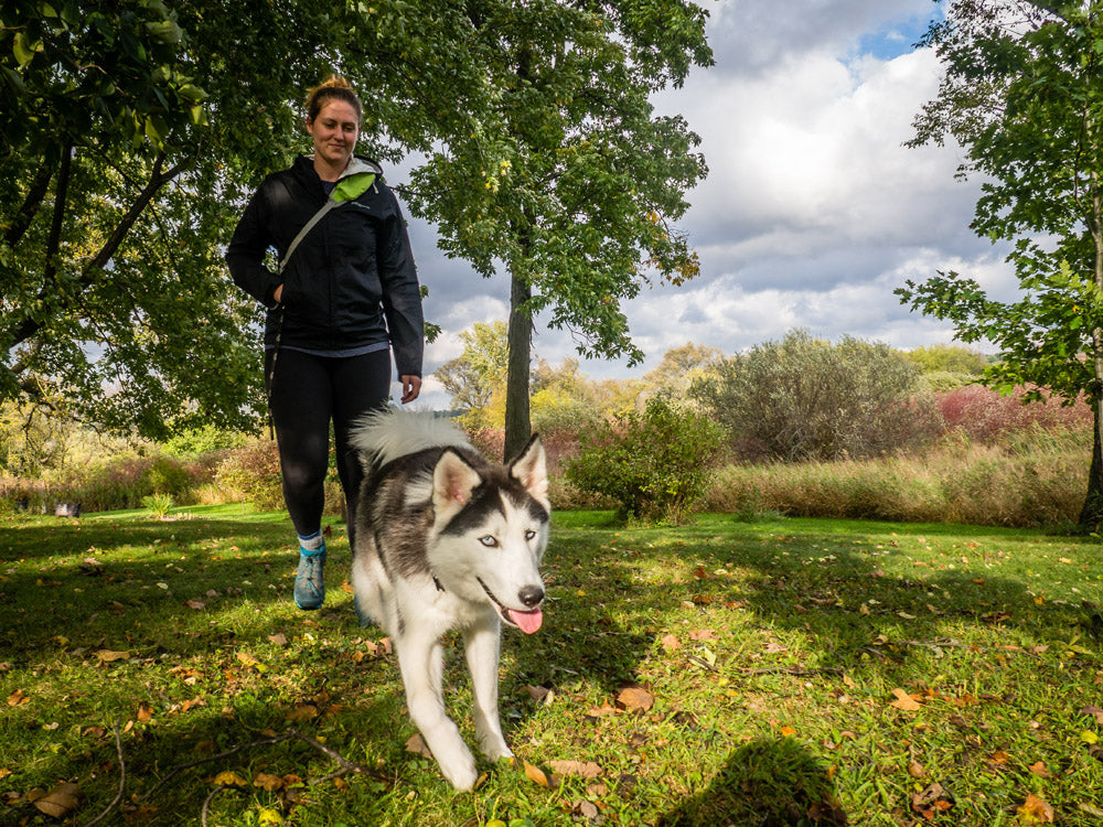 RAD Dog Release N Run Review Collar with Built-In Retractable Leash