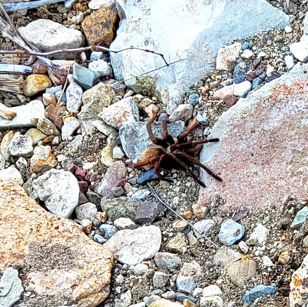 Spooky Scary Alien Trail Tale Big Bend