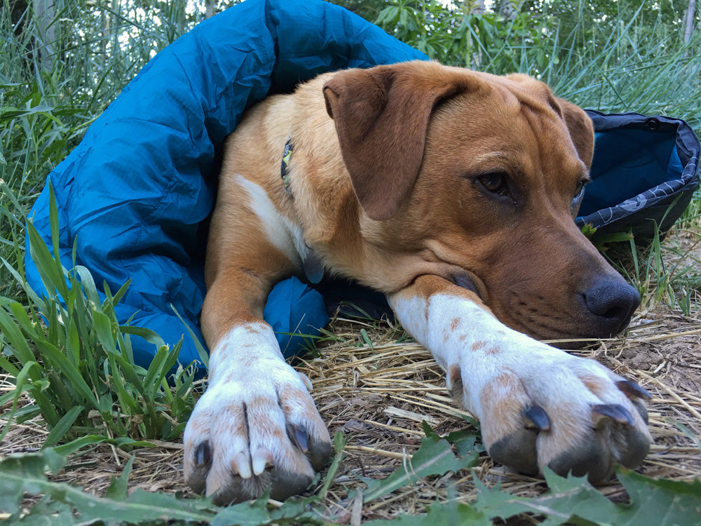 Whyld River DoggyBag Review - High Quality Dog Sleeping Bag - Copyright Garage Grown Gear