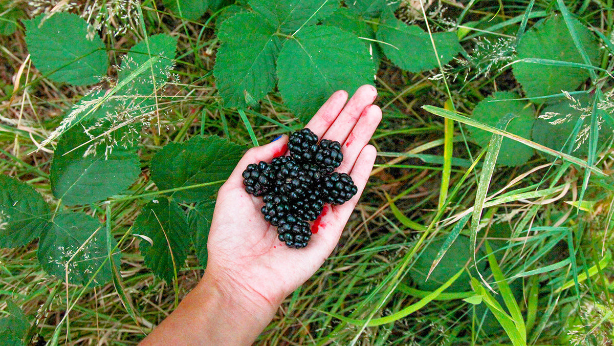 edible plants PCT Pacific Crest Trail Long Distance Thru-Hiking Eat Harvest Fresh Food