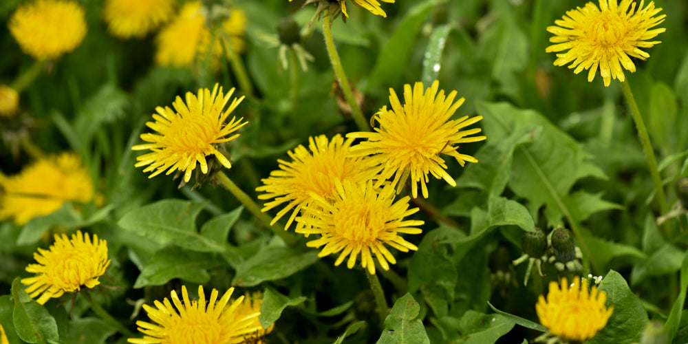 Dandelions edible plants PCT Pacific Crest Trail Long Distance Thru-Hiking Eat Harvest Fresh Food