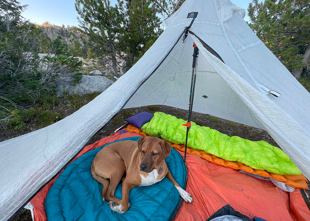 Hyperlite UltaMid Dyneema shelter with a cute dog inside