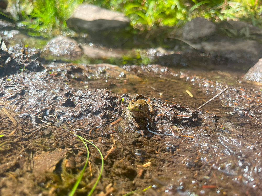 frog in the mud on the Appalachian Trail