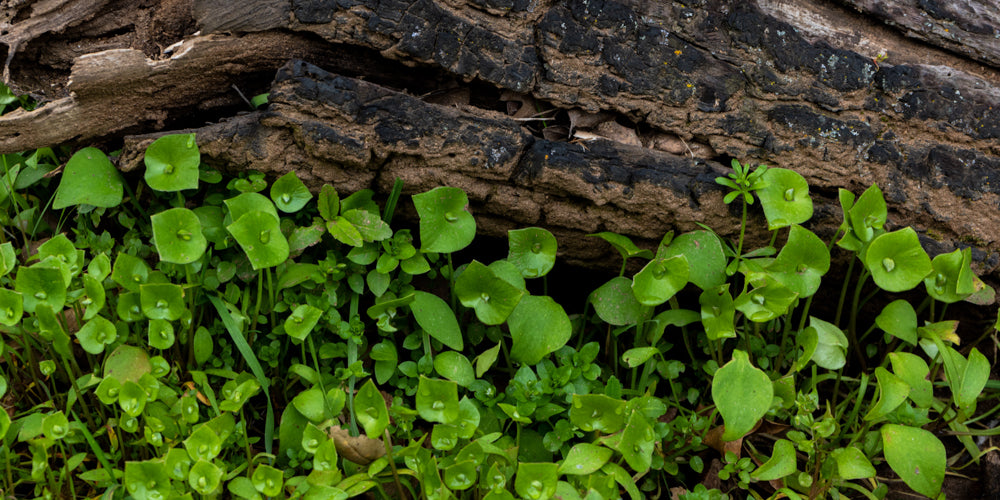 Miner's Lettuce edible plants PCT Pacific Crest Trail Long Distance Thru-Hiking Eat Harvest Fresh Food