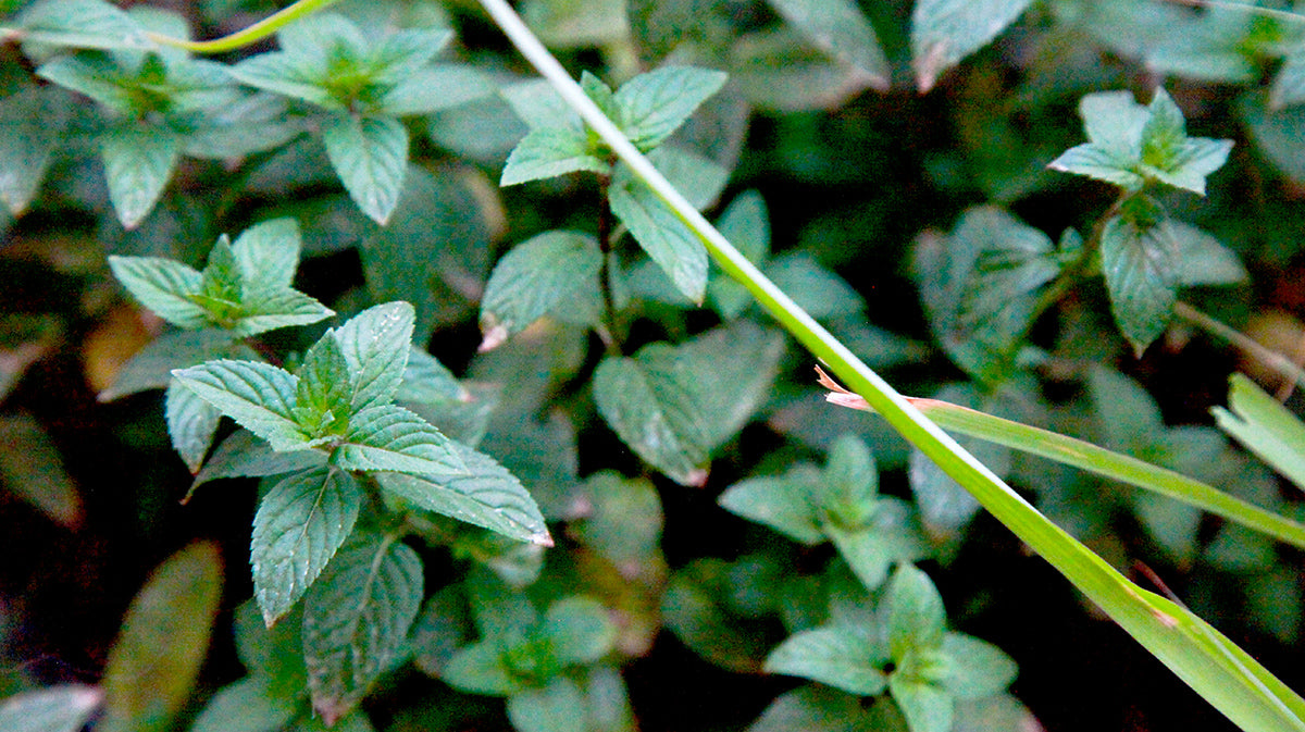 Mint edible plants PCT Pacific Crest Trail Long Distance Thru-Hiking Eat Harvest Fresh Food