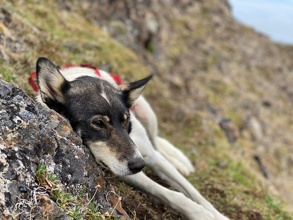 things to consider hiking with dogs backcountry