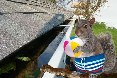 Squirrel with clothes having fun on a roof's gutter