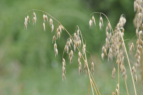 avoine culttivée plant