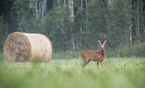 Estonia nature