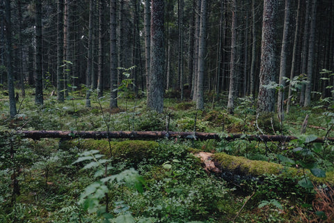 Estonia forest