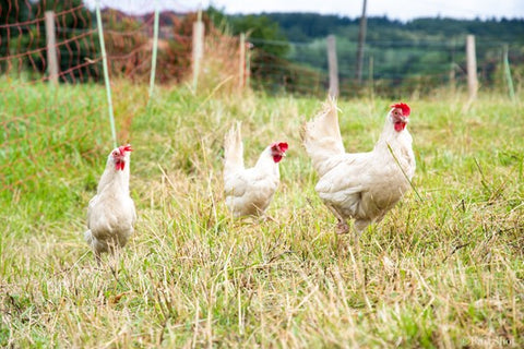 Arsayo animal sanctuary - chickens