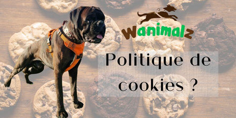 politique-cookies