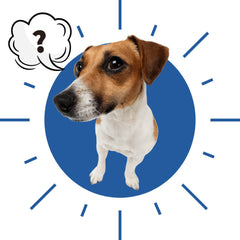 Posez vos questions sur les harnais anti-traction chien