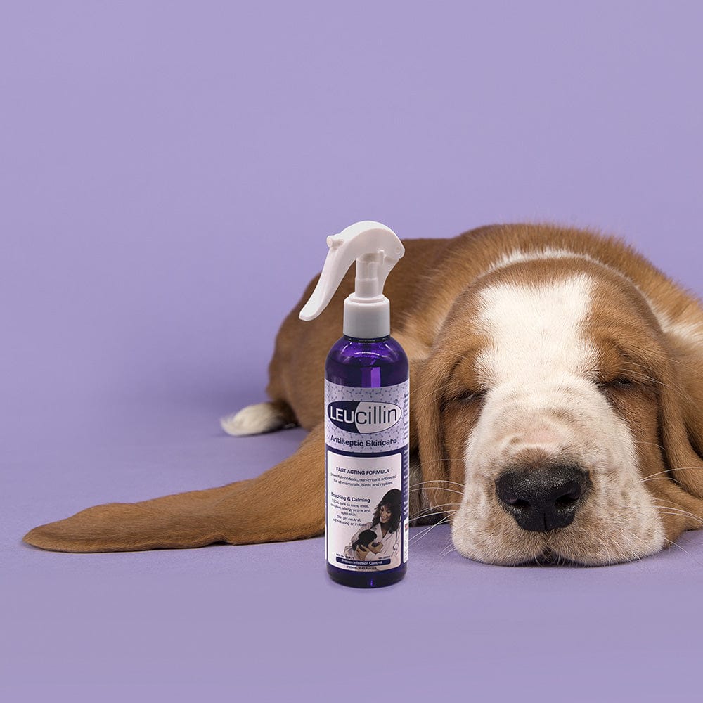 what antiseptic can you use on a dog