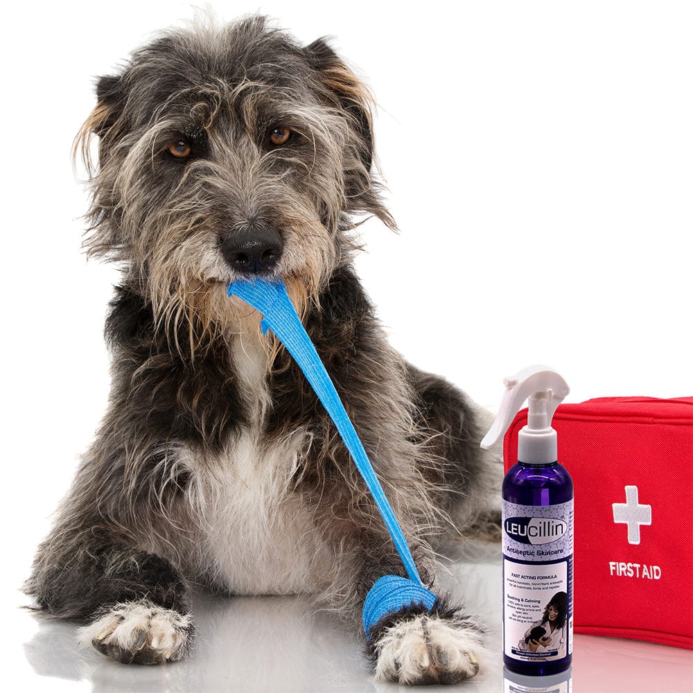 what antiseptic can you use on a dog