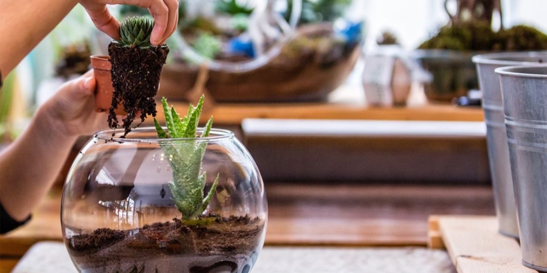 Terrarium cactus