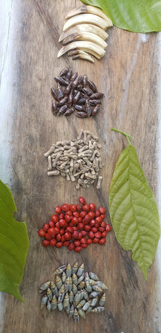 tejido embera, semillas, protección, cosmogonía indígena