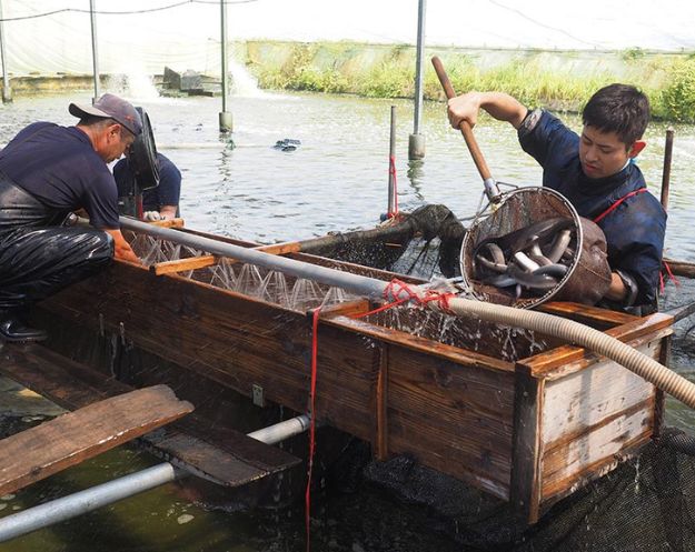 浜名湖 鰻 ランキング 取り寄せ 産直 静岡 浜松 うなぎ 国産 土用の丑の日 通販 真空パック 人気 有名 おすすめ 美味しい ランキング 高級 ギフト 父の日 年末 鰻 日本酒 セット おつまみ 有名銘柄 高級 飲み方 純米大吟醸 辛口 無濾過生原酒 日本酒ギフト 飲み比べ  刺身  お刺身 お取り寄せ 鮮魚 海老仙 うなぎクラブ