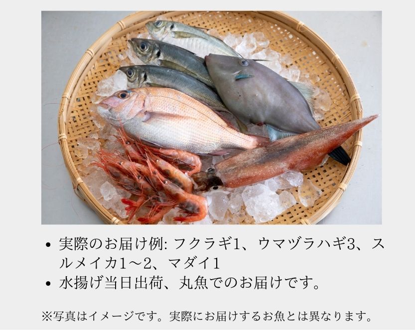 下平鮮魚店 したひら鮮魚店 数馬酒造 能登 刺身 通販 産直 能登 【 朝獲れ当日出荷 】 旬の鮮魚 × 日本酒 ギフト 純米大吟醸 無濾過生原酒 お刺身 お取り寄せ 鮮魚 真鯛 イカ たこ 日本酒 ランキング ギフト 有名銘柄 おすすめ 高級 飲み方 