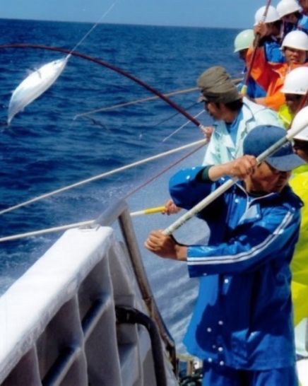 朝獲れ当日出荷 カツオの刺身 日本酒 戻り鰹 刺身 とろカツオ 気仙沼 伊勢 カツオ カツオのたたき 鮮魚 通販 冷蔵 焼津 初カツオ