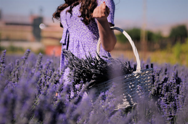 lavender incense benefits