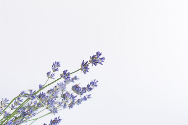 lavender incense uses and meanings