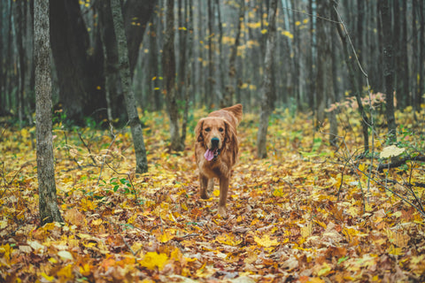 dog and people