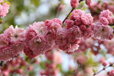 Pink, multi petalled cherry blossoms