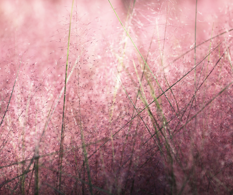 Pink Grass