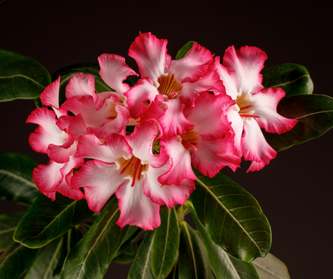 The Desert Rose (Adenium obesum)