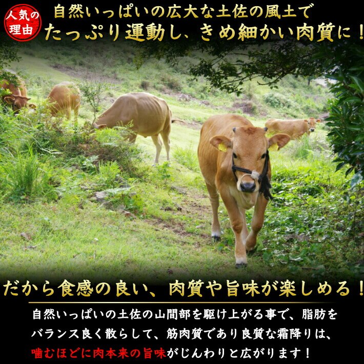 高知県産