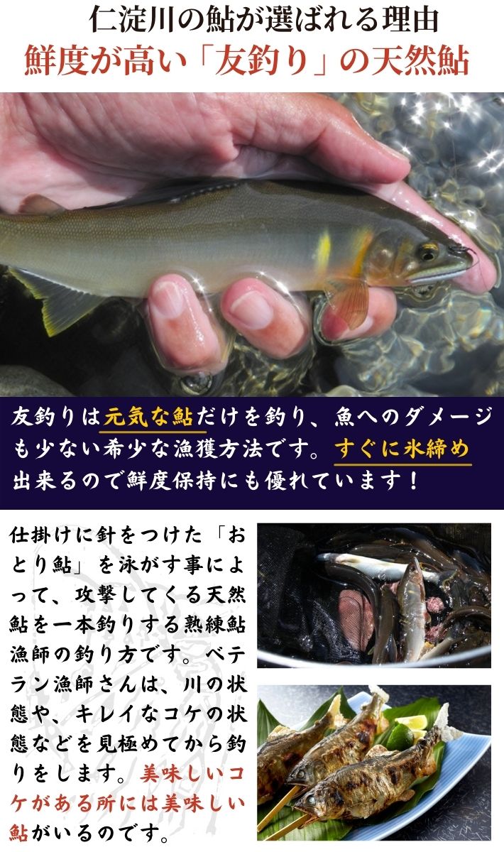 仁淀川の友釣り天然鮎