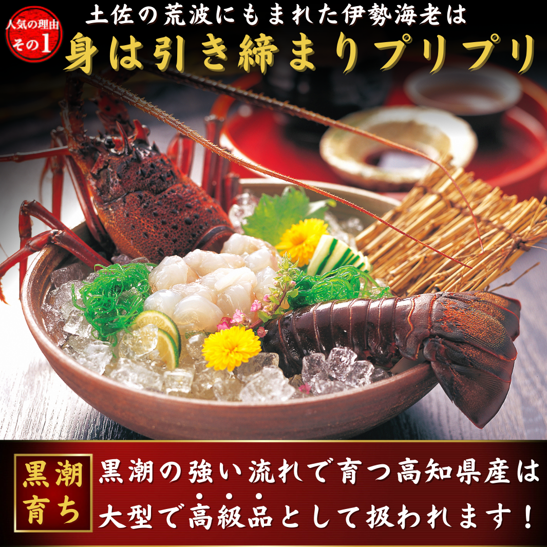 伊勢海老　–　1kg（選べる1～3尾）お刺身　池澤鮮魚オンラインショップ　高知県産　天然