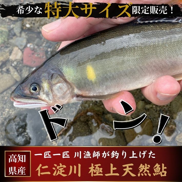 特大鮎 仁淀川 極上 天然鮎 1kg(8〜10尾) 友釣り鮎 仁淀ブルー 高知県