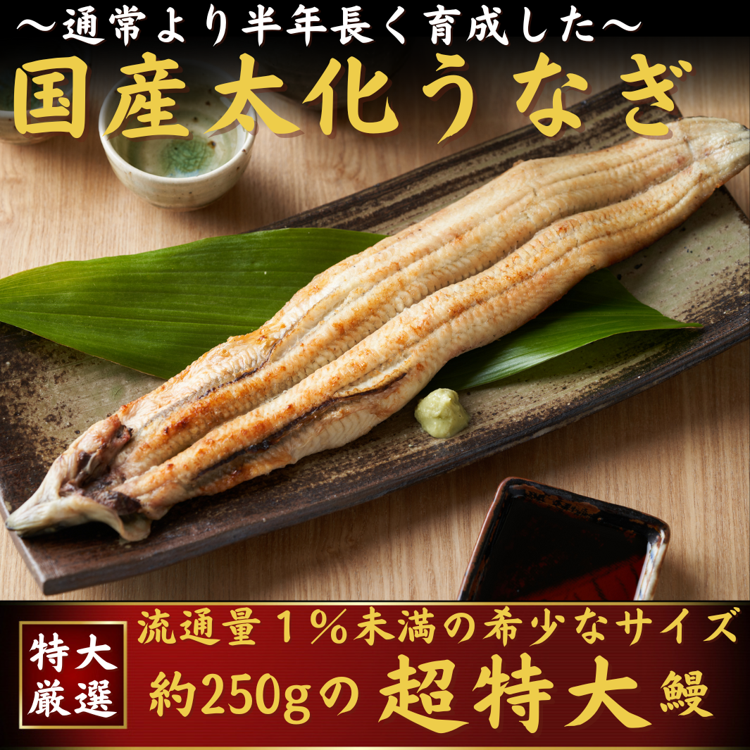 超特大　国産　うなぎ　太化　–　白焼き　220-250g×1本　池澤鮮魚オンラインショップ