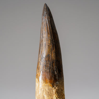 Large Spinosaurus Tooth – Jurassic Jacks Fossil Shack