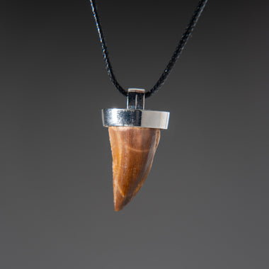 Amazon.com: Mosasaurus Tooth Pendant in 14k Gold, Real Dinosaur Fossil  Pendants, Dino Jewelry, Vulture Culture, Oddities and Curiosities : עבודת יד