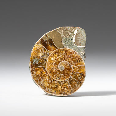 Fossils - By Price: Lowest to Highest — Astro Gallery of Gems