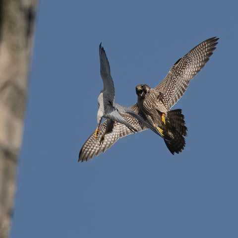 Adult male peregrine fights off juvenile intruder