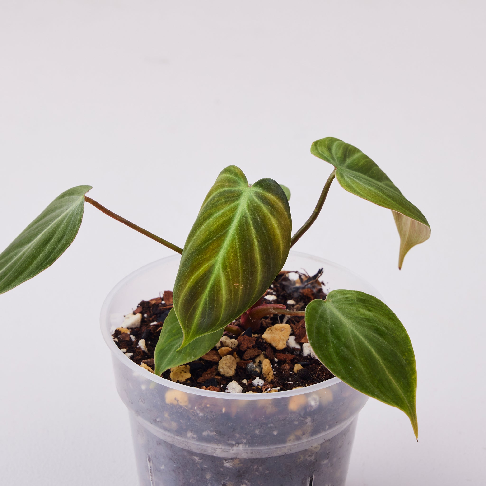 philodendron el choco red