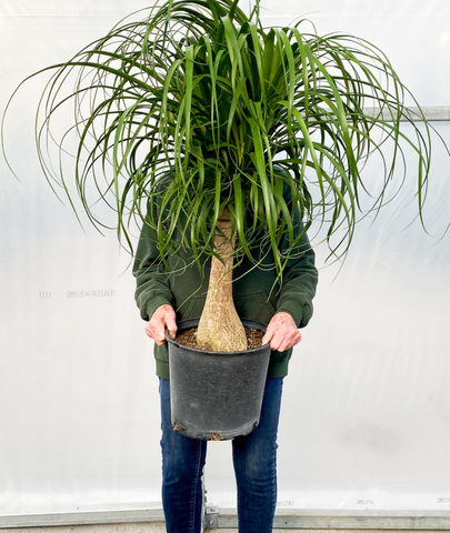 Ponytail Palm