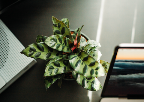 Rattle Snake Plant