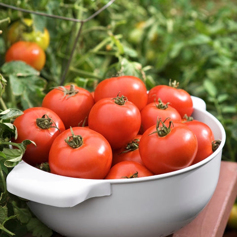 Tomatoes in a garden