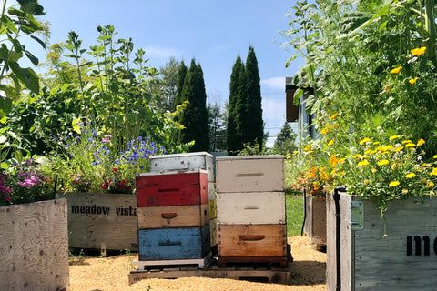 Meadow Vista bee hives