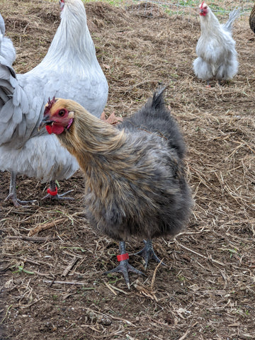 Hedemora Chicken Wooly Hen