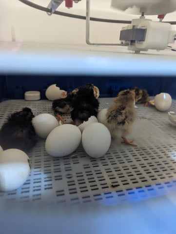 Icelandic Chicks Hatched From Shipped Eggs