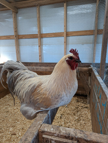 Hedemora Chicken Cock