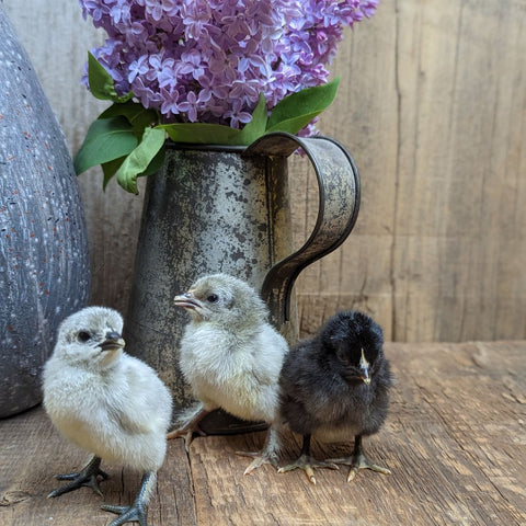 Hedemora Chicks